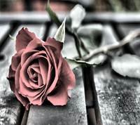 pic for rose 1440x1280